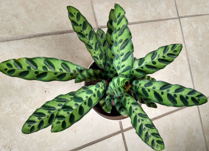 Calathea Lancifolia Small Rooted Plant - Easy Care Indoor Houseplant