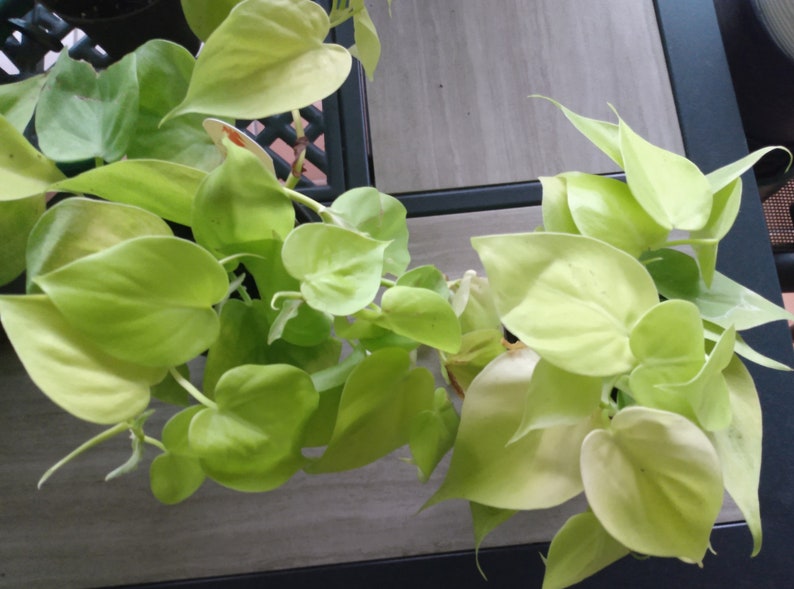 Philodendron Lemon Lime Cutting + Free Bonus Cutting - Easy Care Indoor Plant