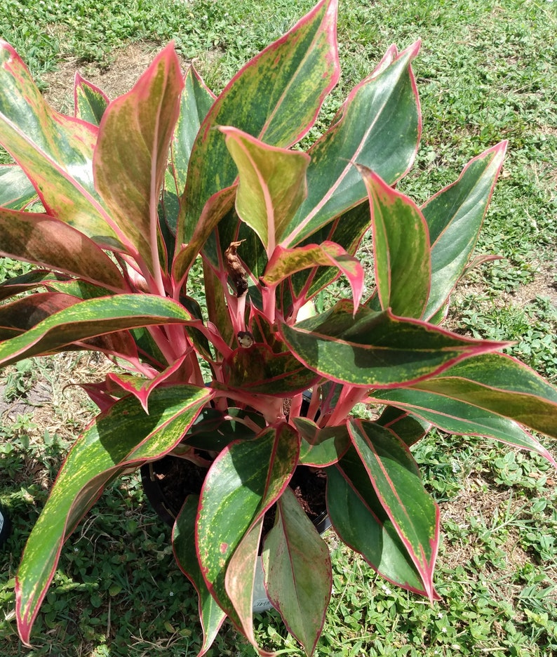 Aglaonema Siam Aurora - Firecracker Aglaonema Small Rooted Plant with Free Cutting