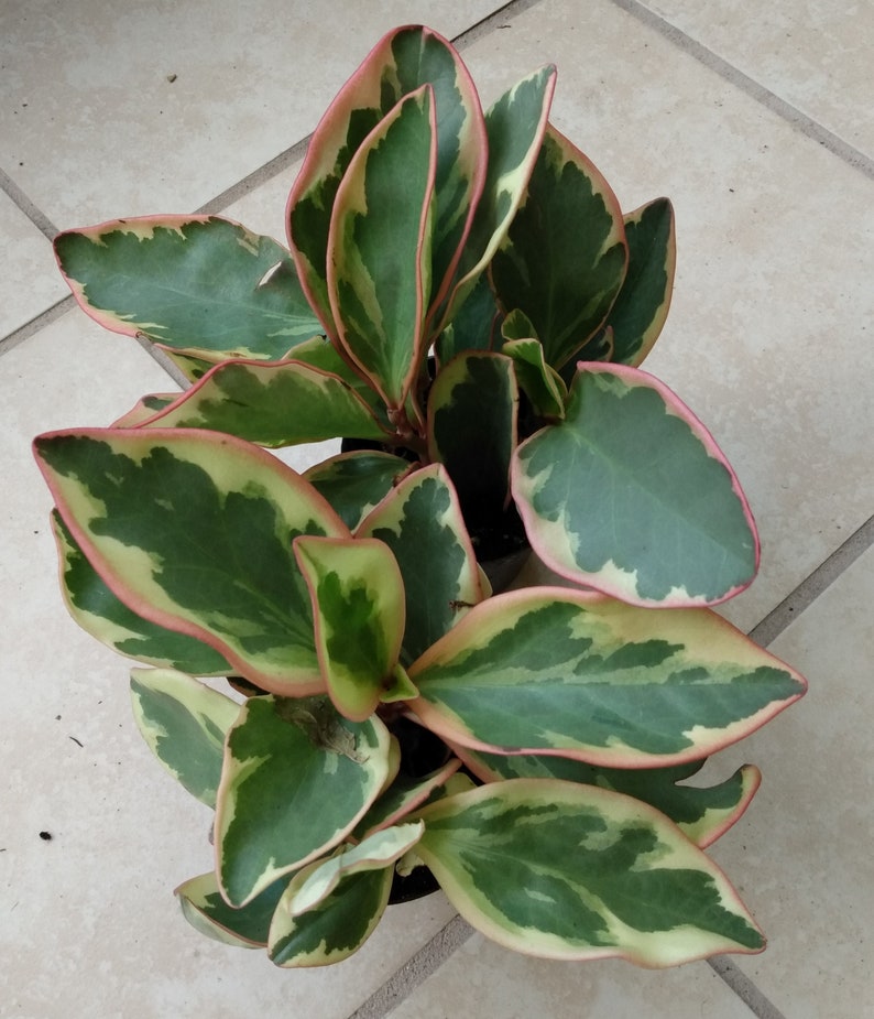 Peperomia clusifolia Jellie - Small Variegated Red Edge Peperomia - Easy Care Rooted Houseplant
