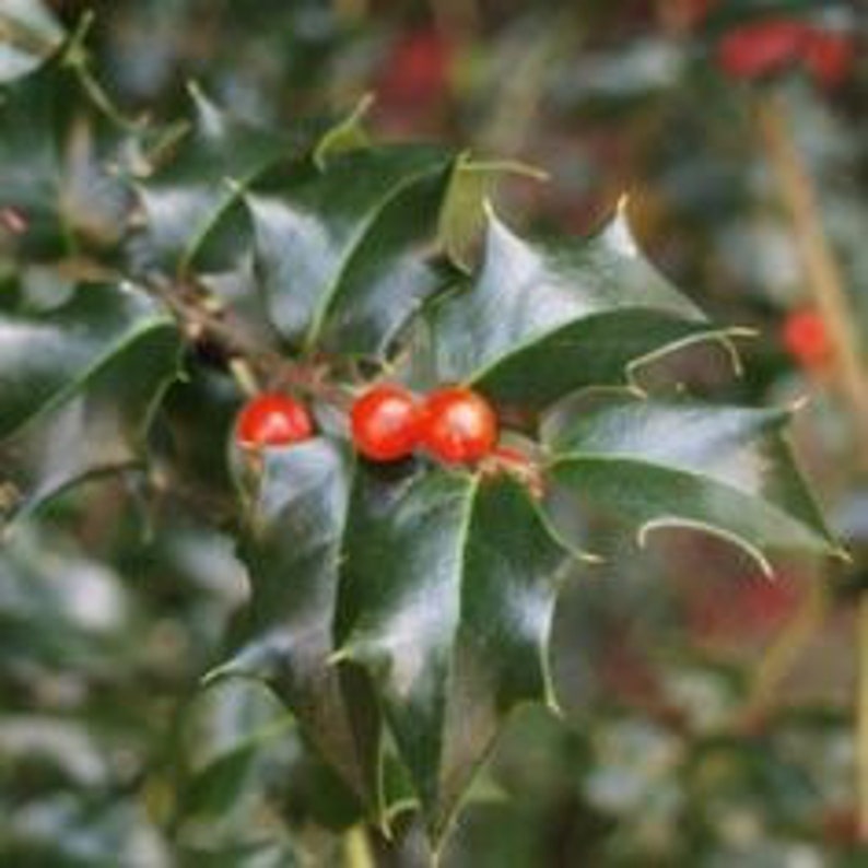 Dragon Lady Holly Quart Pot - Female Evergreen Shrub with Red Berries - Ilex x attenuata 'Dragon Lady'
