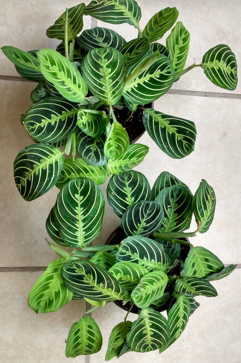Prayer Plant Marisela - Small Rooted Maranta leuconeura with Free Cutting