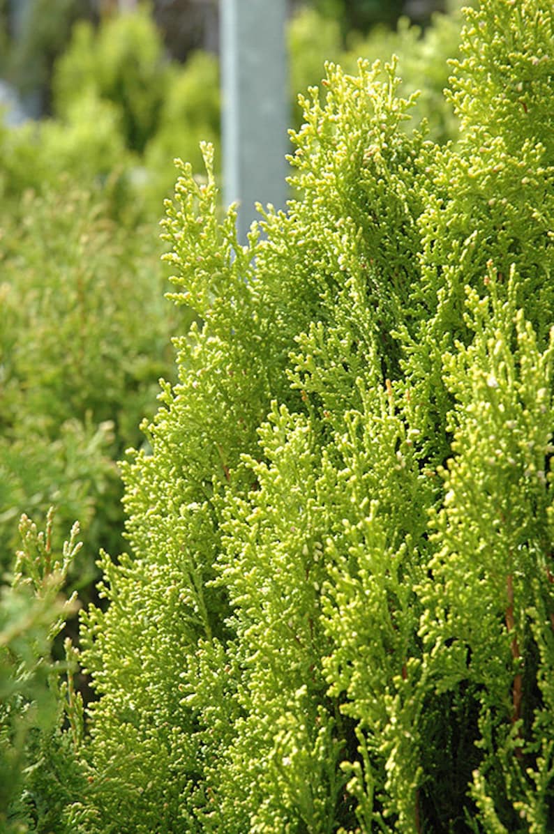 Breckmans Gold Arborvitae Plant - 4-6" Semi-Dwarf Thuja occidentalis with Light Greenish-Yellow Foliage