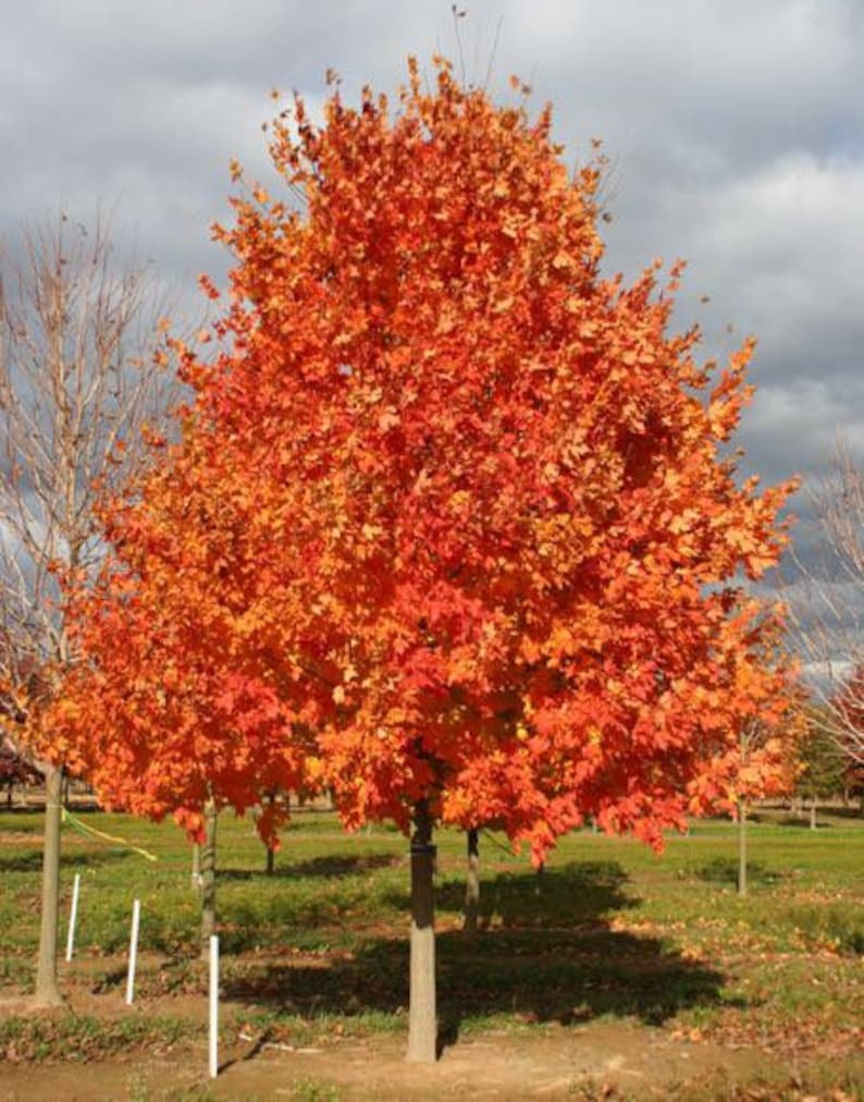 Sugar Maple Plant Quart Pot - Acer saccharum Deciduous Tree for Fall Foliage & Maple Syrup