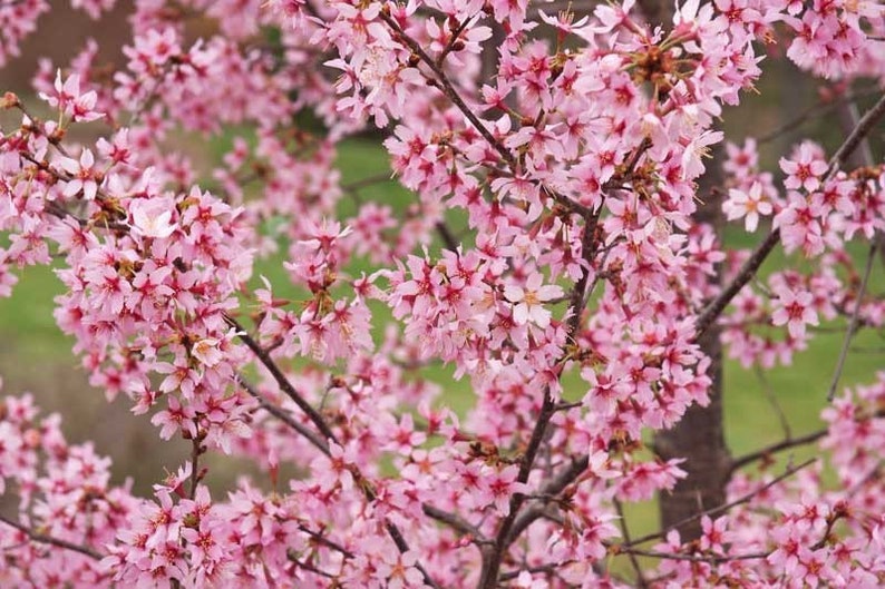 Okame Cherry Tree Quart Pot - Prunus ‘Okame’ Ornamental Pink Blooms for Zones 5-9