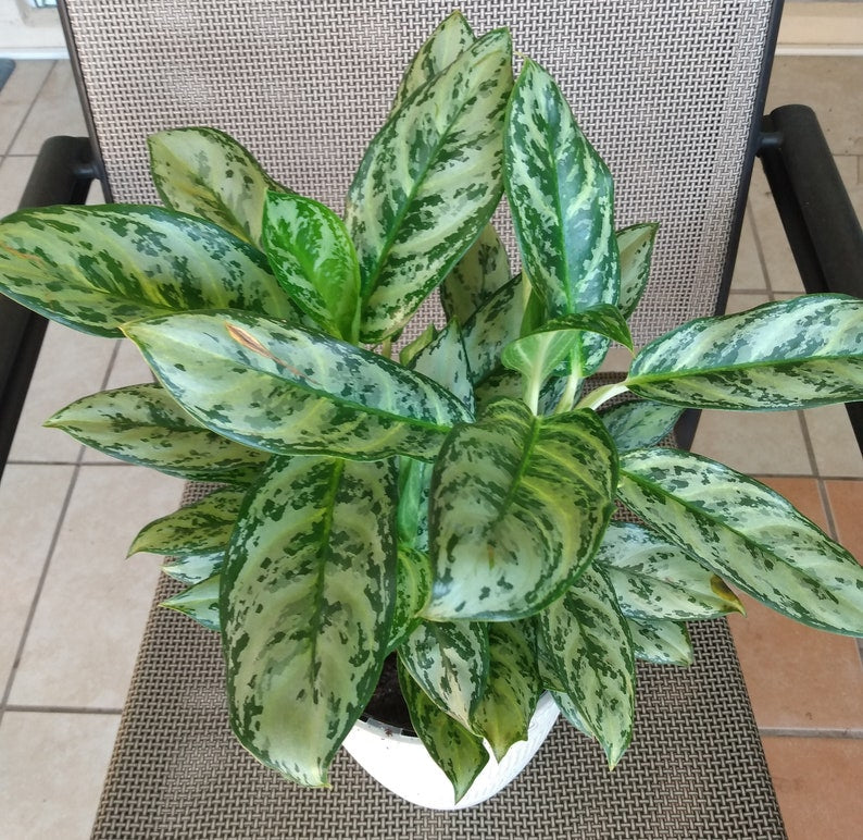 Aglaonema Golden Plant - Small Rooted Indoor Houseplant with Free Cutting