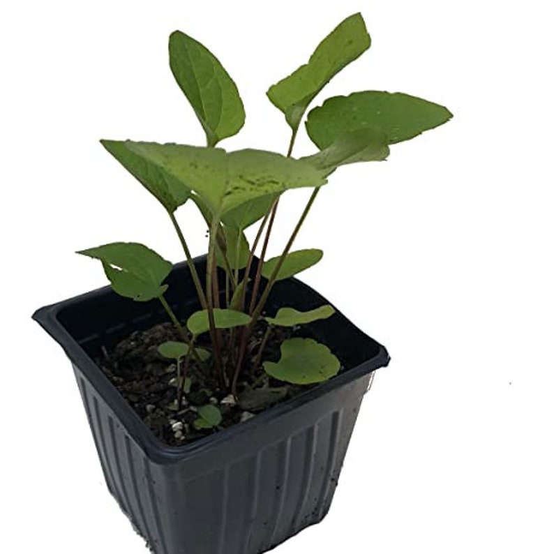 Organic Brown-eyed Susan Plant in 2.5-inch Pot, Rudbeckia triloba, Native Pollinator, Perennial, Eco-Friendly, Woman-Owned Business
