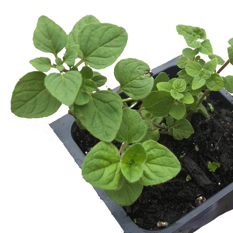 Organic Greek Oregano Plant in 2.5-Inch Pot | Origanum vulgare by Smoke Camp Crafts