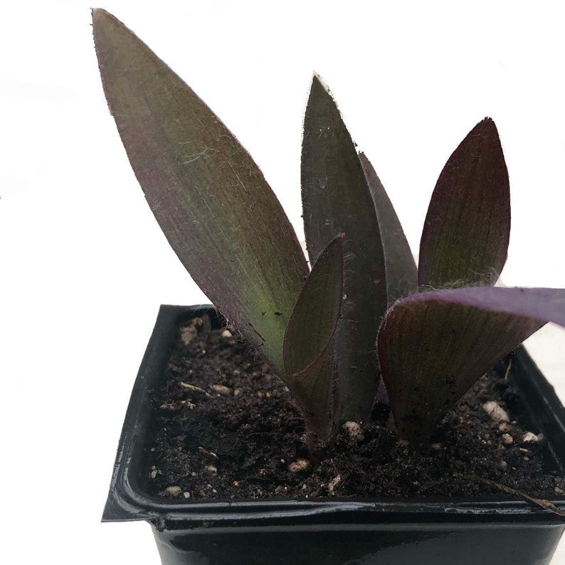 Organic Purple Heart Plant - Tradescantia pallida in 2.5-inch Pot | Smoke Camp Crafts