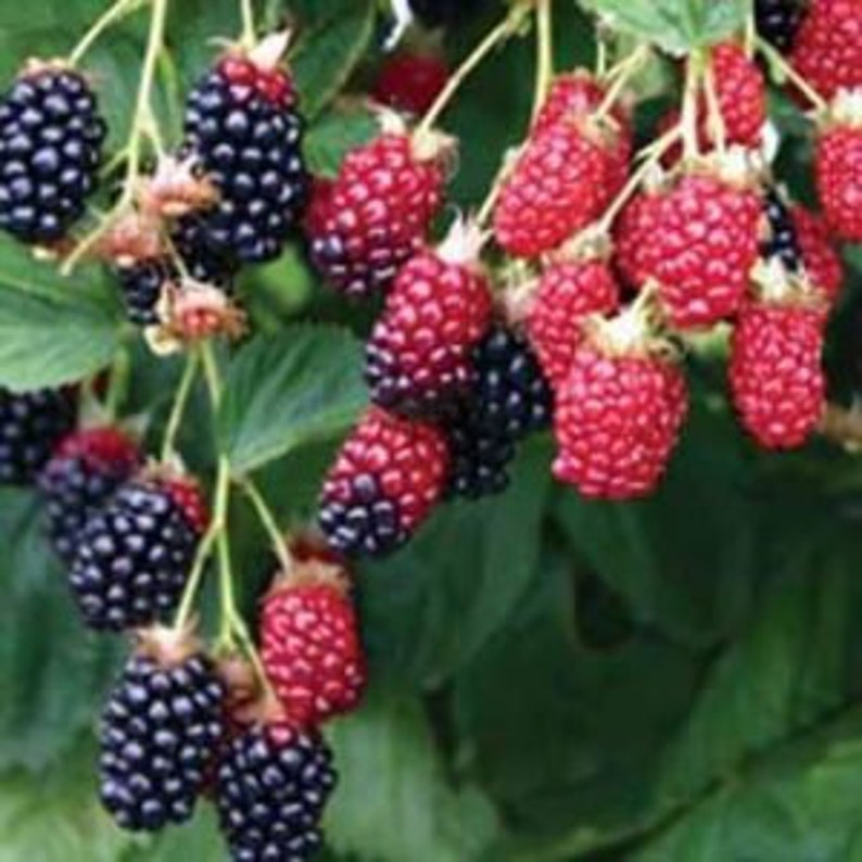 Apache Thornless Blackberry Plant - Jumbo Fruit, Extra Fertile Flowers, Zones 5-9