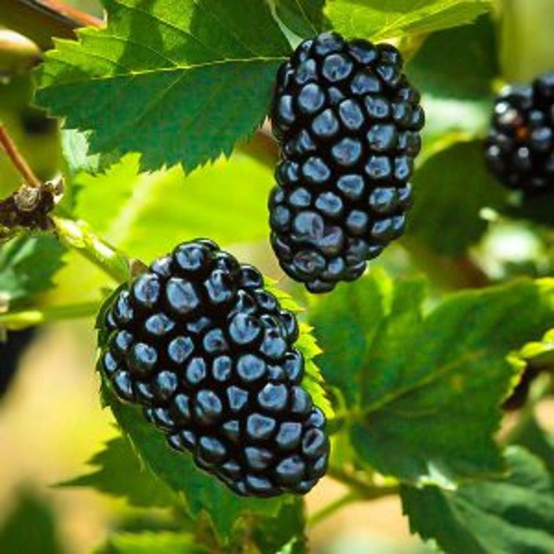 Natchez Thornless Blackberry Plant - 24-36 Inches - Disease Resistant, Self-Pollinating Rubus fruticosus
