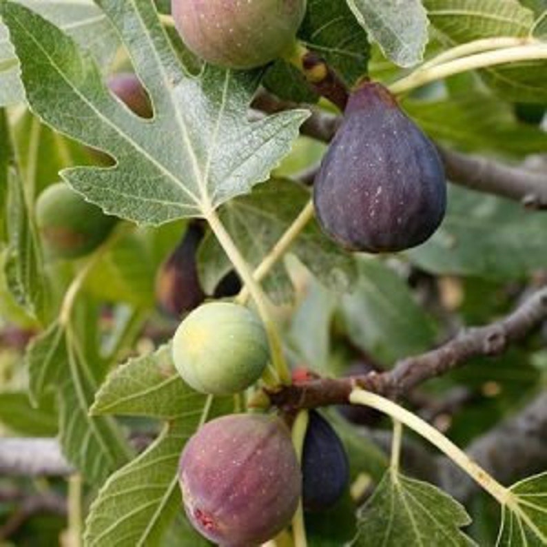 Celeste Fig Tree 24-36 Inch | Cold Hardy Sugar Fig | Ficus carica