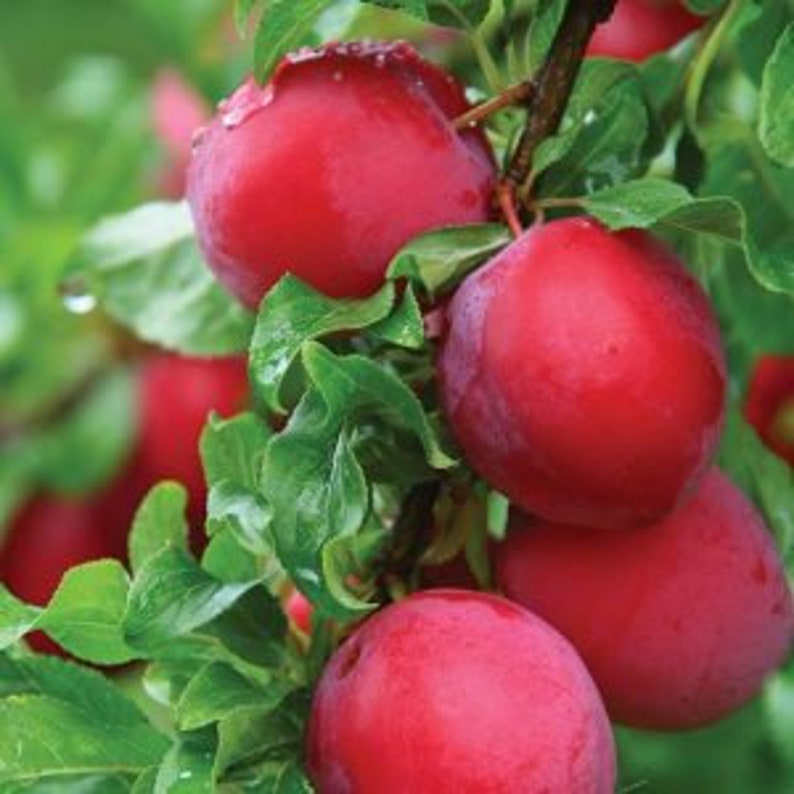 Bruce Plum Tree 24-36 Inches | Early Season Large Red Fruits Prunus salicina