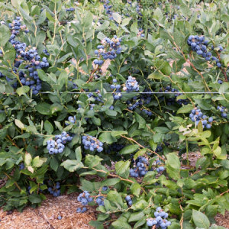 Tiff Blue Blueberry Bush - 24-36 Inch Drought Resistant Blueberry Plant - Vaccinium corymbosum - Zones 7-9 Full Sun
