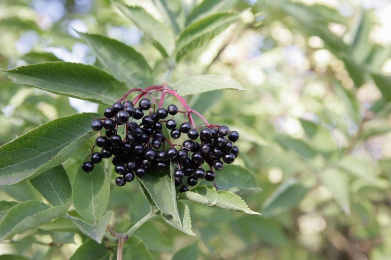 Adam's Elderberry Tree 24-36" | Sambucus nigra | Semi-Sweet Purple Fruit | Needs Pollinator
