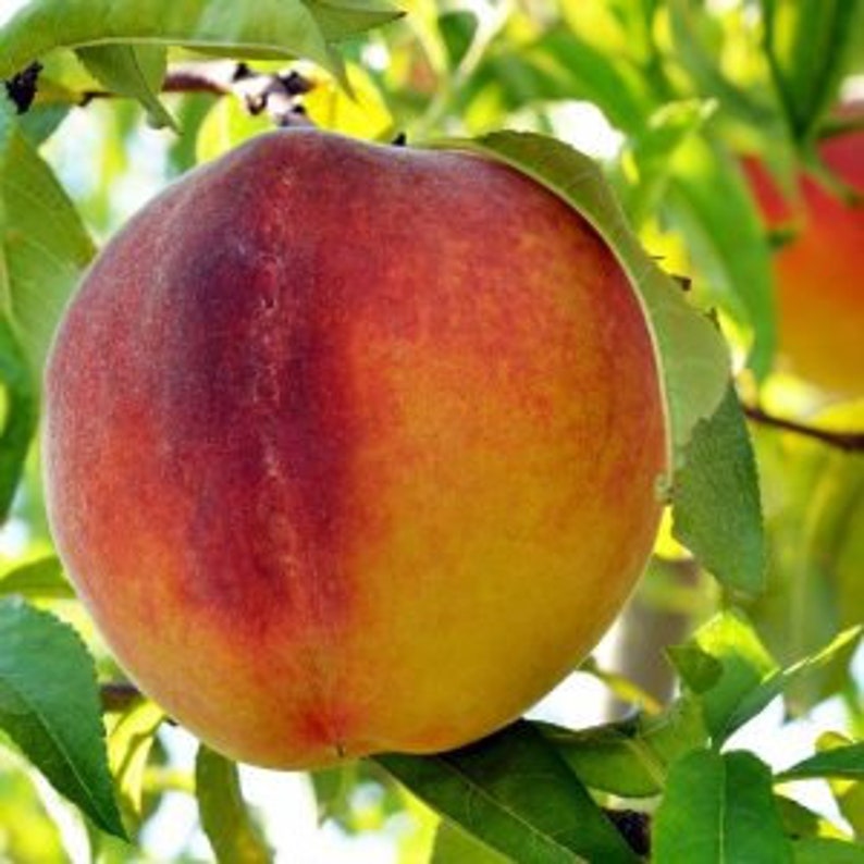 Flordaking Peach Tree - 24-36 Inch Early Season Yellow Peach - Prunus persica