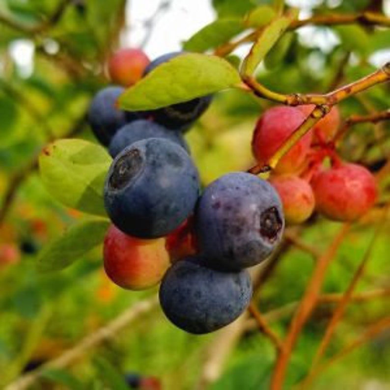 Brightwell Blueberry Bush 24-36 Inches | Vaccinium corymbosum Self-Fruitful