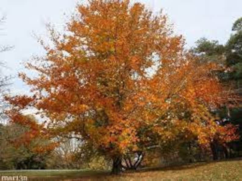 American Beech Tree (Fagus grandifolia) in Quart Pot - Deciduous Landscape Tree
