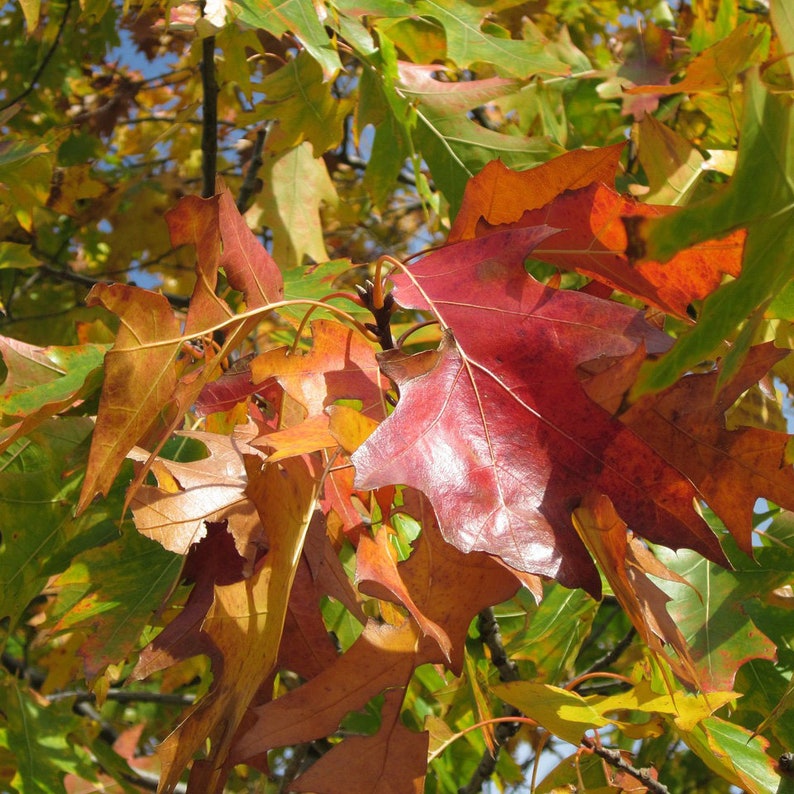 Northern Red Oak Tree 2-3' Quercus rubra Fast Growing with Red Fall Color
