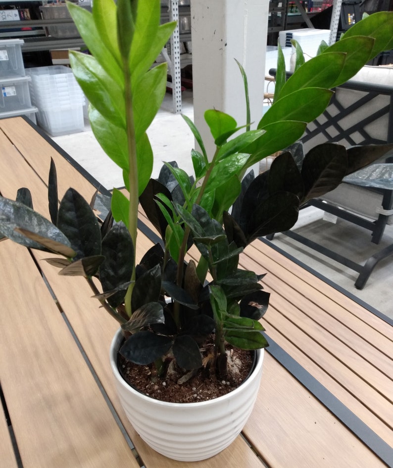 Black Raven ZZ Plant - Small Rooted Indoor Plant with Free Cutting - Zamioculcas zamiifolia