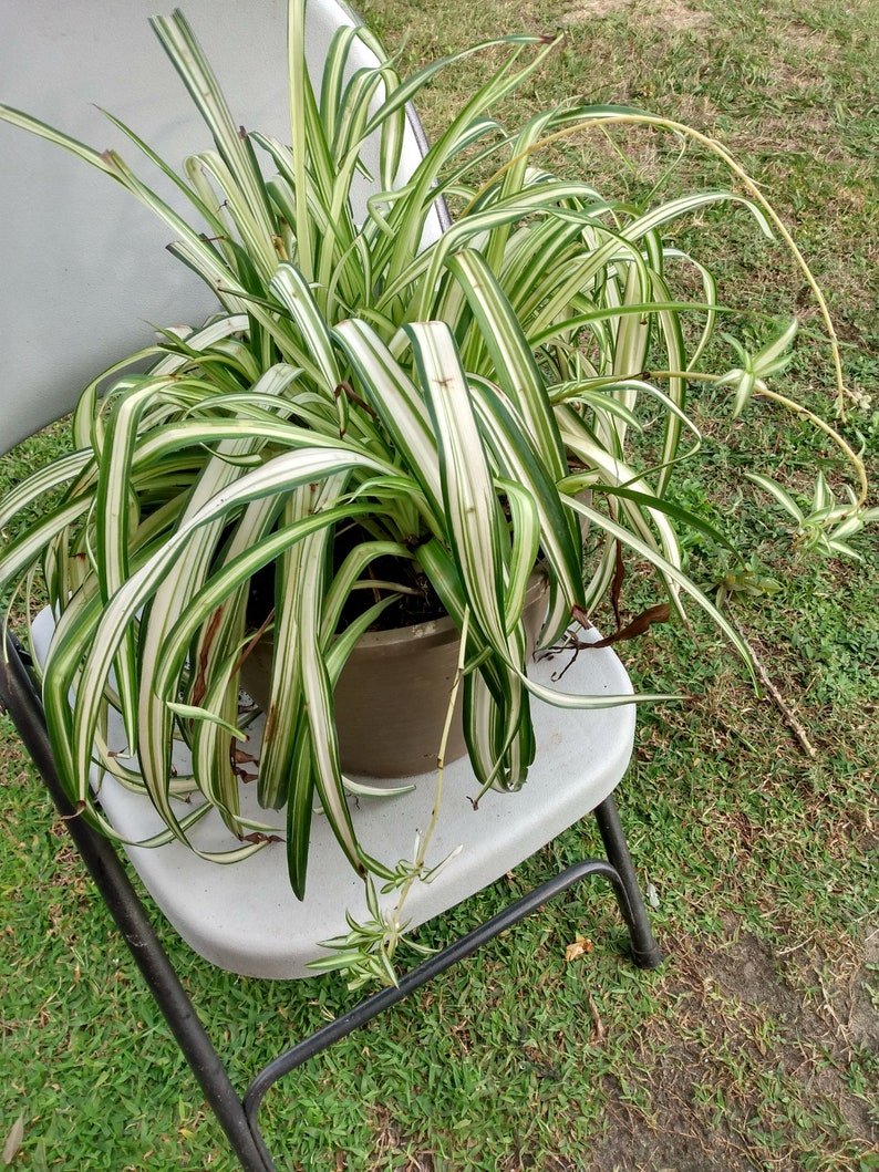 Small Spider Vittatum Plant with Free Cutting - Easy Care Chlorophytum for Indoor Gardening