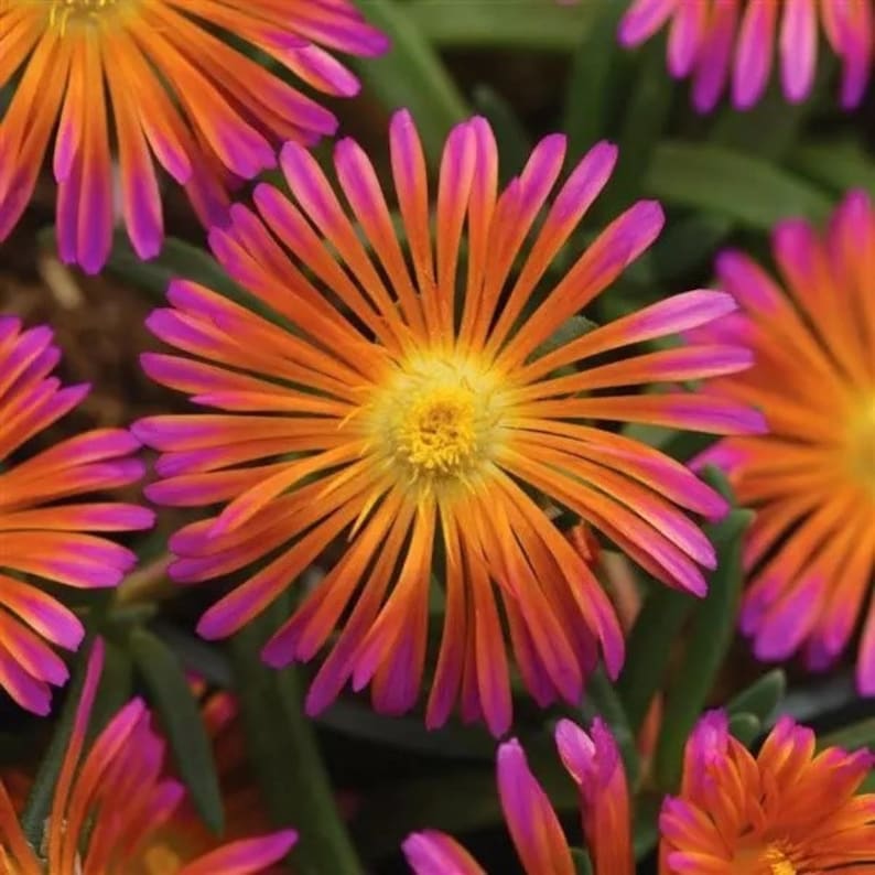 Ice Plant Set of 3 Pots - Ocean Sunset™ Orange Glow Delosperma Hybrid, Drought Tolerant, Hardy Zones 5a-9b