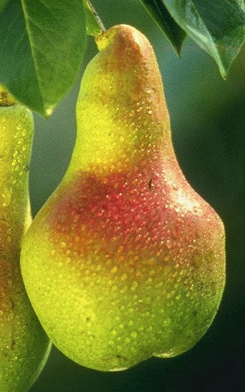 European Pear Tree 2-3 Ft - Sweet Juicy Pyrus communis for Zones 3-10