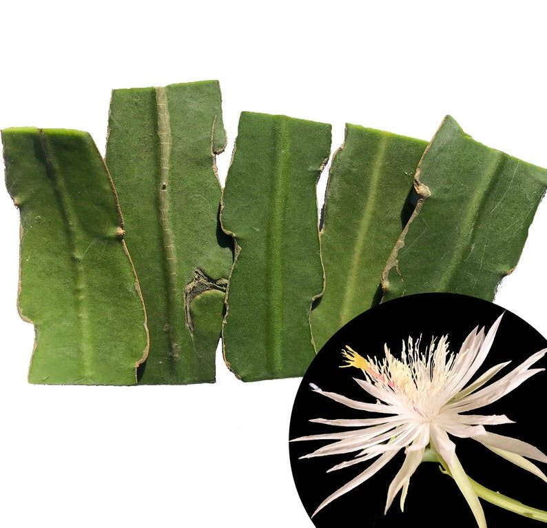 Organic Queen of the Night Cuttings - 5 Pieces 2-3" | Epiphyllum oxypetalum