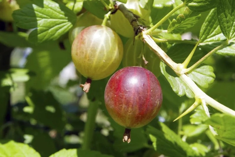 Gooseberry Plant 1 Quart 'Captivator' Ribes uva-crispa, Edible Berry Bush for Zones 4-6, Full Sun to Part Shade