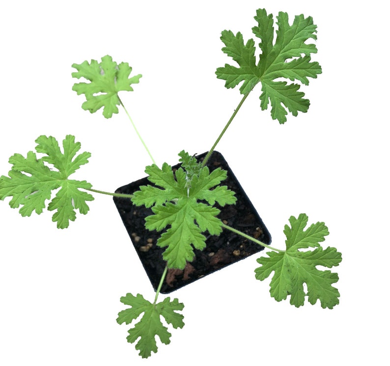 Organic Rose Scented Geranium Plant in 2.5-in Pot - Pelargonium graveolens Hort.