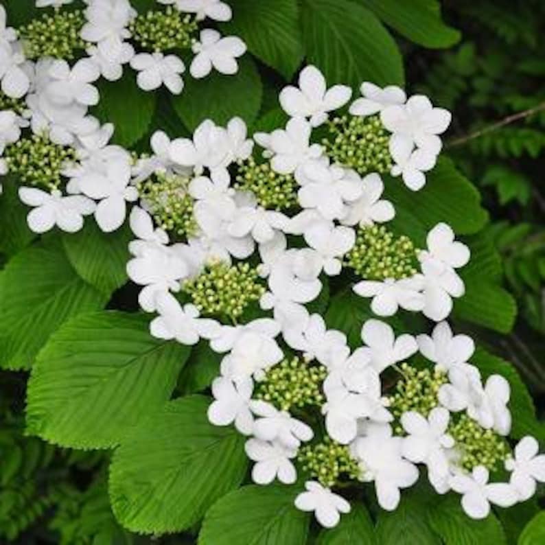 Japanese Snowball Plant Viburnum Plicatum 3 Inch Container White Blooms Zones 5-8
