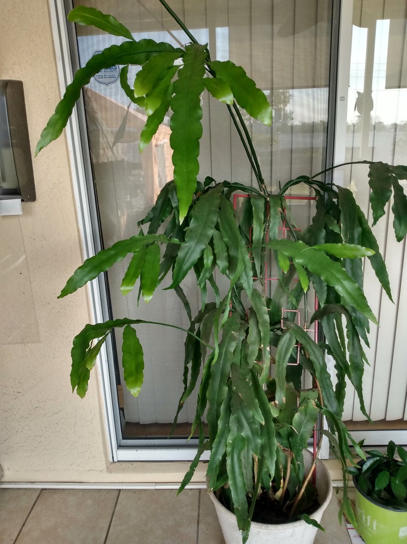 Queen of the Night Cutting - Epiphyllum Oxypetalum with Free Cutting - Bare Root Plant