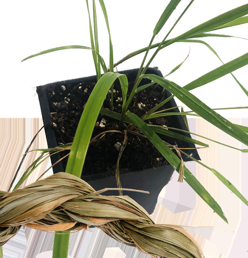 Organic Sweetgrass Plant in 2.5-Inch Pot | Hierochloe odorata Live Herbal Plant for Smudging & Gardens