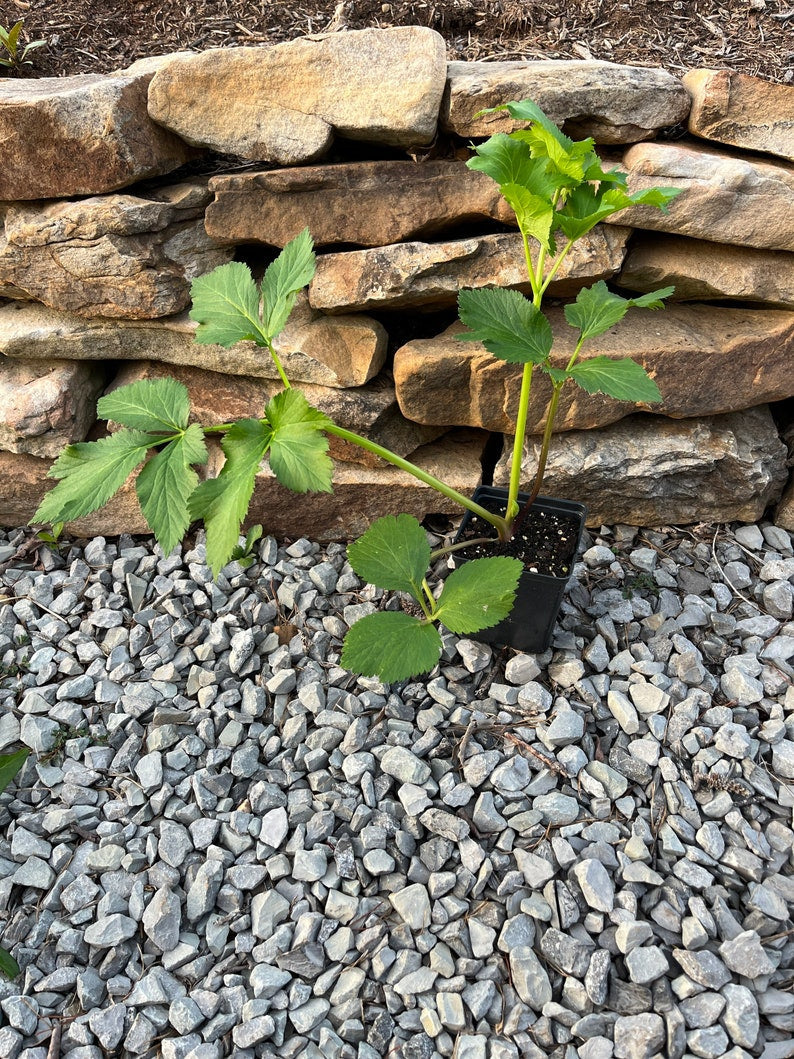 Garden Angelica Live Plant in 4" Pot - Norwegian Angelica, Angelica archangelica, Full Sun to Part Shade Zones 4-7