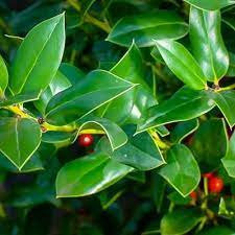 Needlepoint Holly Quart Pot Ilex cornuta Dense Evergreen Shrub for Privacy Fences & Hedges USDA Zones 6-9