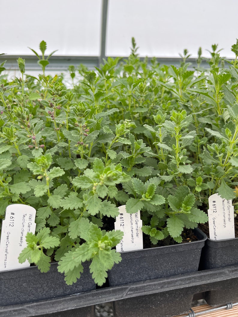Wall Germander Live Plant 4-Inch Pot Teucrium chamaedrys Full Sun Perennial Zones 5-9 Native Herb