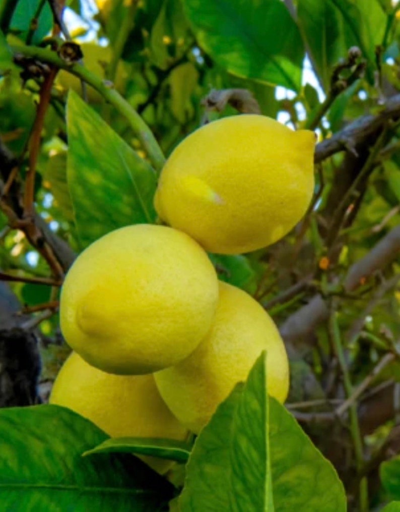 Harvey Lemon Tree in 1/2 Gallon Pot | Cold-Hardy Grafted Citrus for Zones 8-10