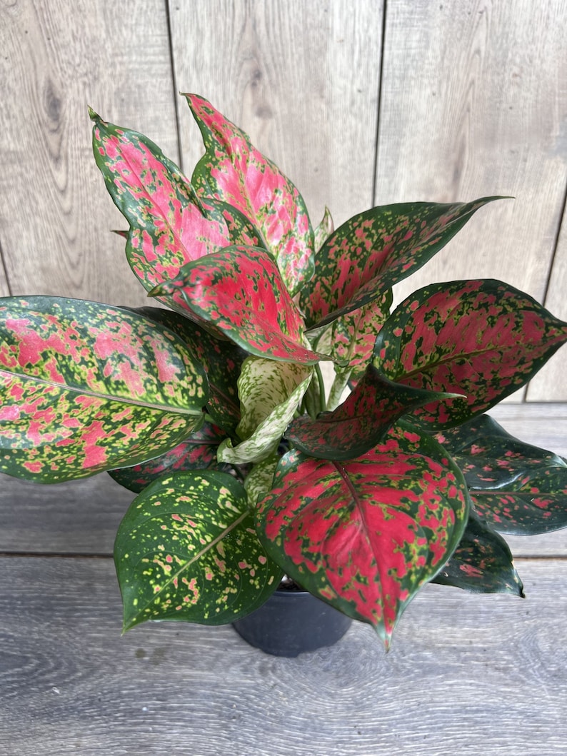 Aglaonema Wishes Red Valentine 4" Pot - Easy Care Chinese Evergreen Indoor Plant