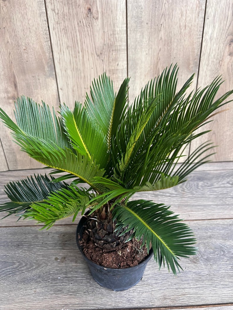 King Sago Palm 6" Pot | Cycas revoluta | Drought Tolerant Indoor Outdoor Plant