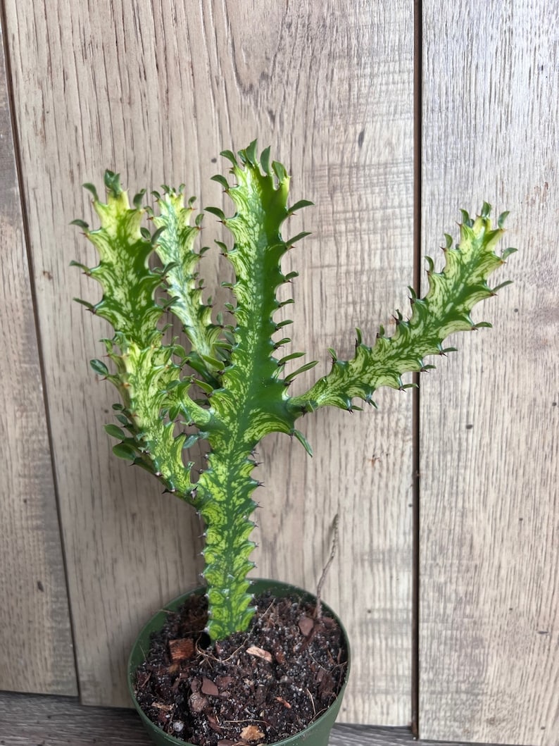 Euphorbia Lactea Variegated Dragon Bone Succulent 4" Pot, Rare Lacei Variegata, Indoor Cactus Alternative, Unique Succulent Plant