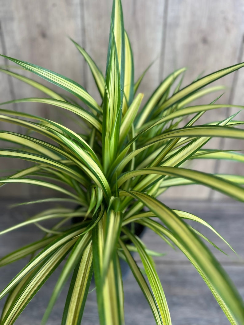 Large Variegated Dwarf Pandanus - Pandanus baptistii Aureus in 1 Gallon Pot