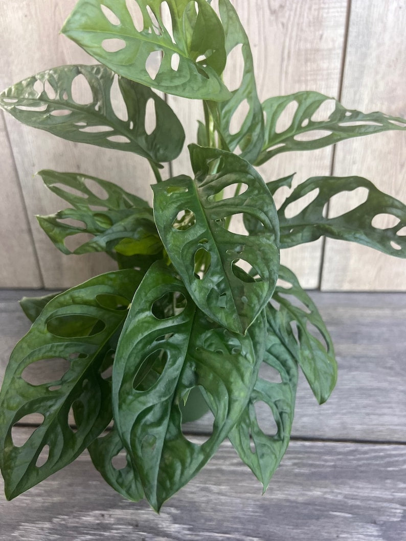 Monstera Adansonii 4" Pot - Swiss Cheese Vine Indoor Tropical Houseplant