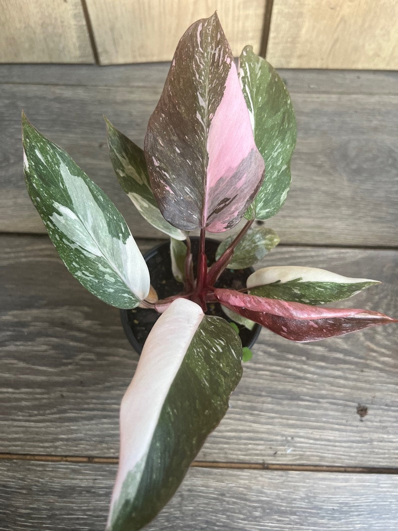 Philodendron Pink Princess Marble 4" Pot - High Variegation Indoor Plant