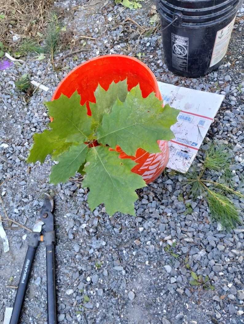 25 Bare Root Red Oak Saplings - Quercus rubra Seedlings for Reforestation & Landscaping, 8-14 Inches