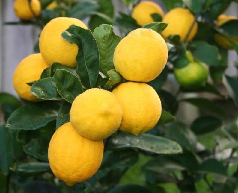 Meyer Lemon Tree 1/2 Gallon Pot Citrus × meyeri Sweet Juicy Fruit Indoor Outdoor