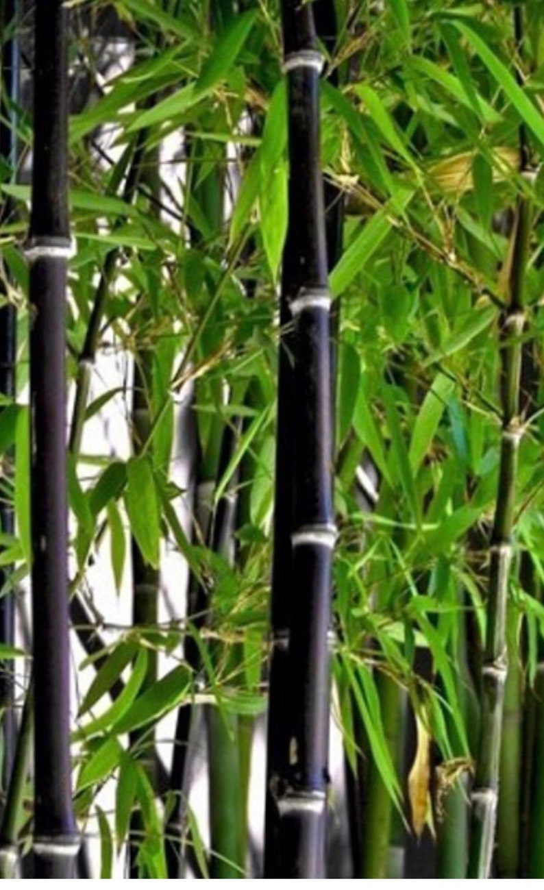 Black Asper Bamboo 6-Inch Pot, Ornamental Phyllostachys nigra for Gardens & Containers