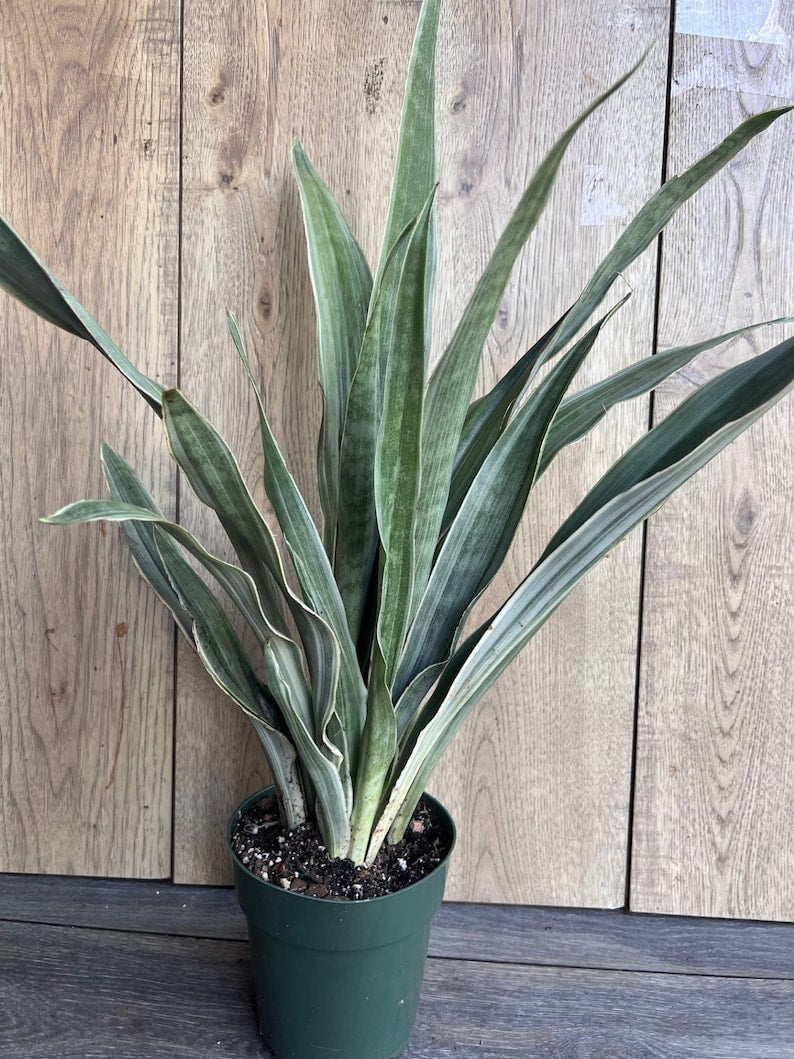 Sansevieria Sayuri Snake Plant in 6" Pot - Low Light Indoor Air Purifying Plant