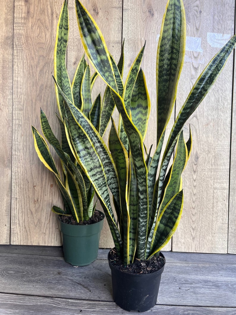 Sansevieria Trifasciata Laurentii Snake Plant 4" Pot - Hardy Indoor Air Purifier