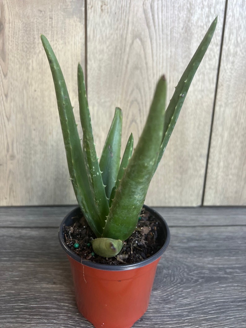 Aloe Vera Plant in 4" Pot - Indoor Succulent, Aloe barbadensis miller, Low Maintenance