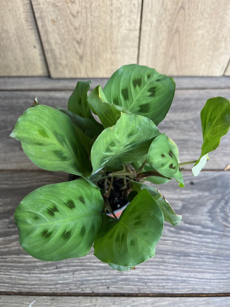 Maranta Leuconeura Green 4" Pot | Herringbone Prayer Plant | Indoor Non-Toxic Houseplant